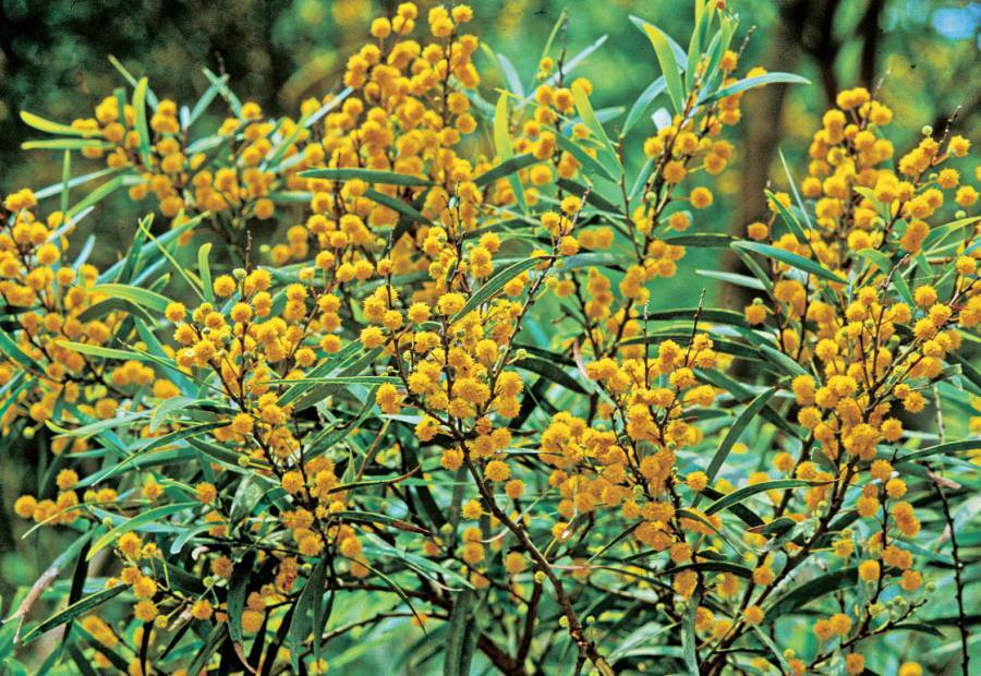 【來去走走】春季（3～5月）是雪東線（雪山主東峰）的熱門登山季節，氣候回暖且高山杜鵑（4～5月）綻放，極適合初學者。春季雪融，路徑較安全，但高海拔仍有寒意與殘雪，需做好防風且保暖的穿搭。重點景觀包括哭坡杜鵑與369山莊春色。
